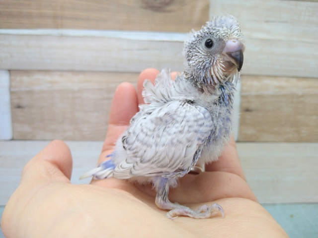 羽衣セキセイインコ