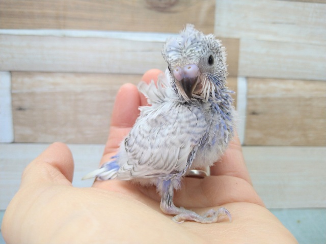 羽衣セキセイインコ