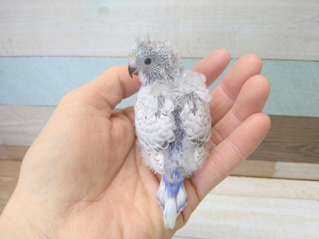 羽衣セキセイインコ