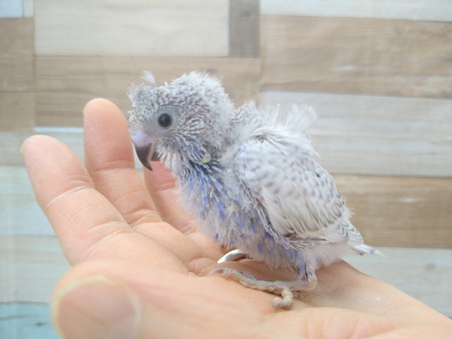 羽衣セキセイインコ