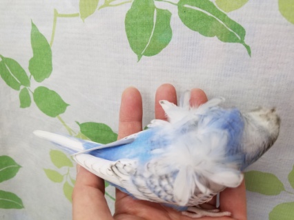 羽衣セキセイインコ