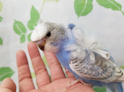 羽衣セキセイインコ
