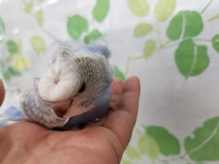 羽衣セキセイインコ