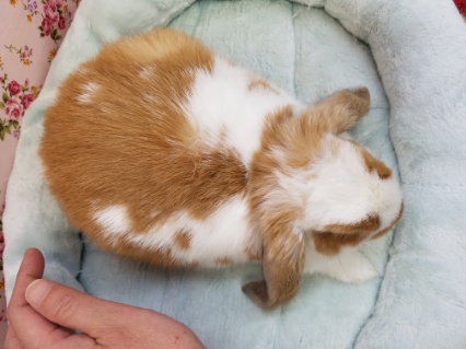 活発!ロップイヤーラビットさん💗 ロップイヤーラビット