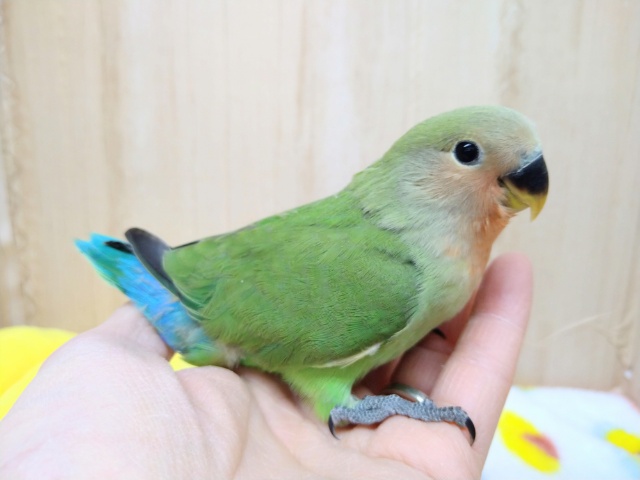 コザクラインコ（小桜インコ）