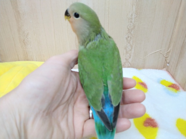 コザクラインコ（小桜インコ）
