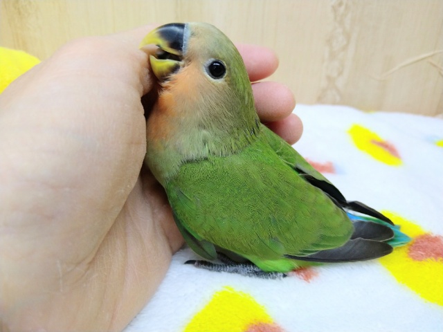 コザクラインコ（小桜インコ）