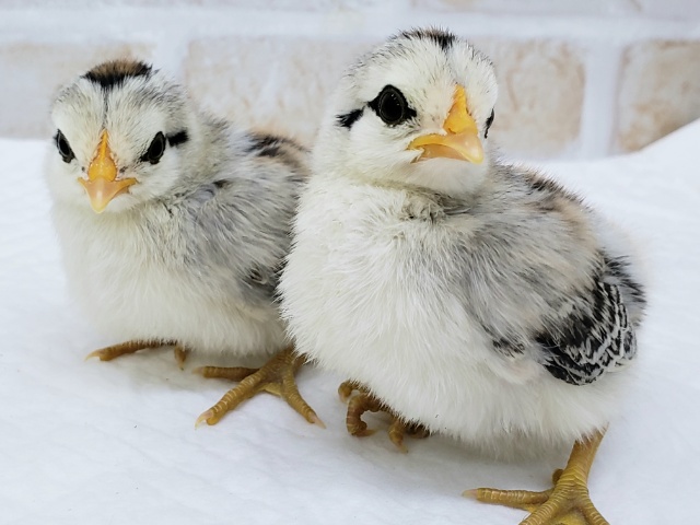 尾曳チャボ（オビキチャボ）