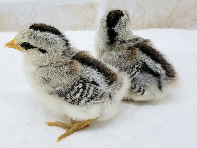 尾曳チャボ（オビキチャボ）