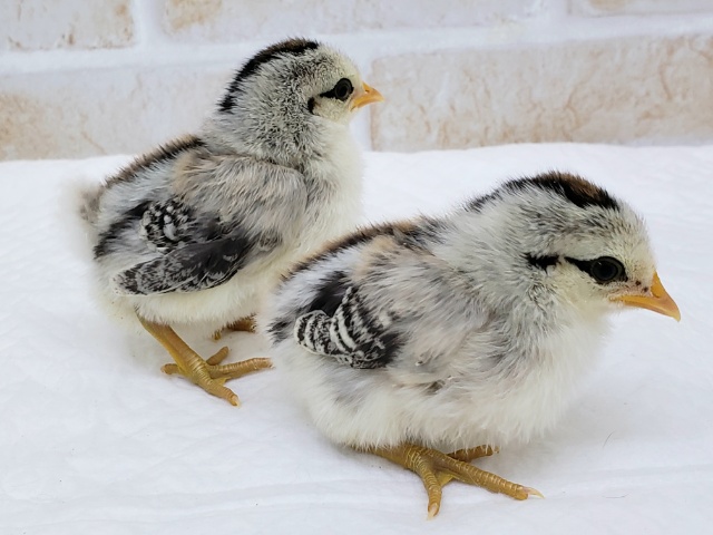 尾曳チャボ（オビキチャボ）