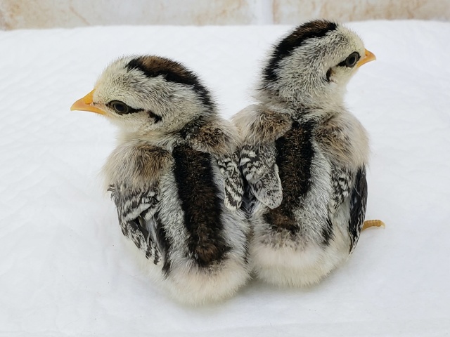 尾曳チャボ（オビキチャボ）