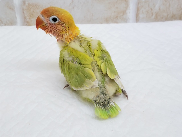 ヤマブキボタンインコ ボタンインコ