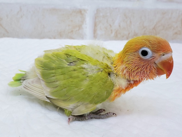 ヤマブキボタンインコ ボタンインコ