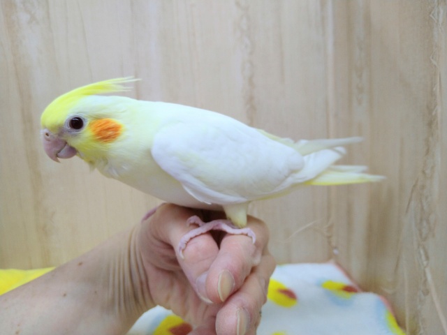 オカメインコ