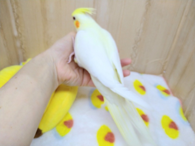 オカメインコ