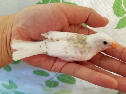 錦花鳥（キンカチョウ）