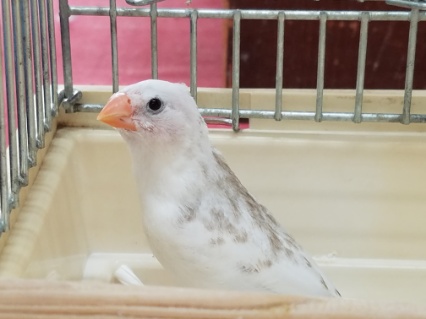 錦花鳥（キンカチョウ）