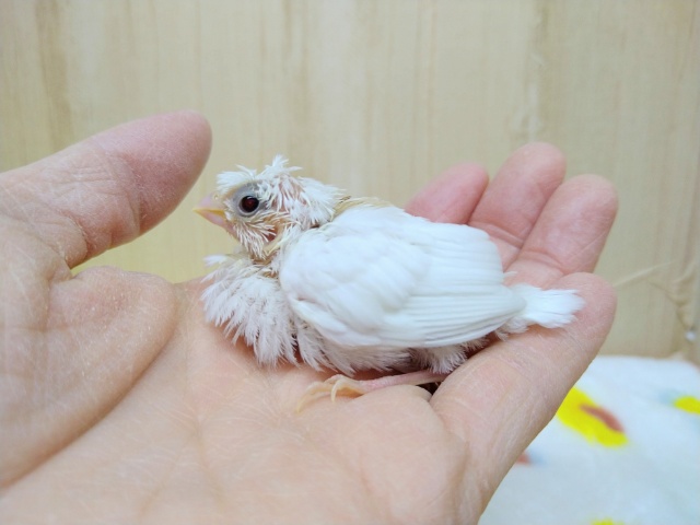 十姉妹（ジュウシマツ）