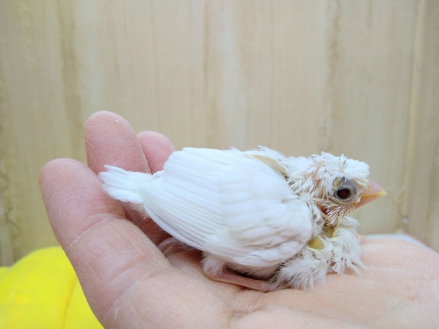 十姉妹（ジュウシマツ）