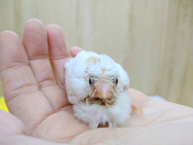 十姉妹（ジュウシマツ）