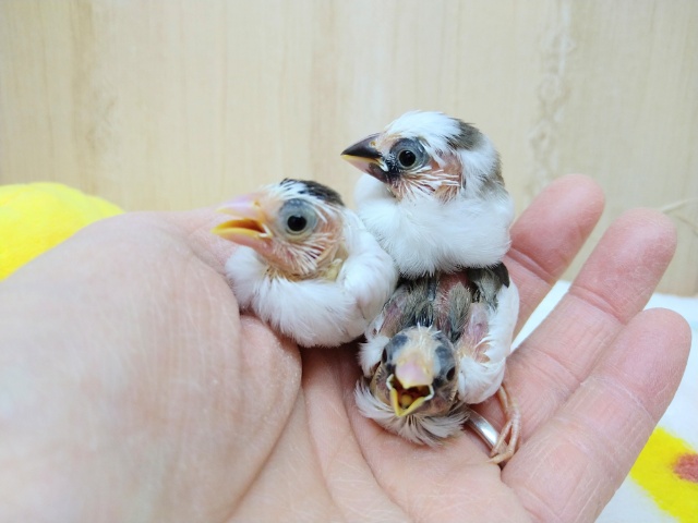 わっしょい!十姉妹ヒナ祭り!3兄弟の頭だけこげ茶〜 十姉妹(ジュウシマツ)
