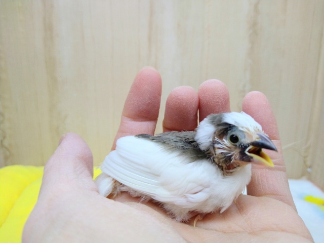 十姉妹（ジュウシマツ）