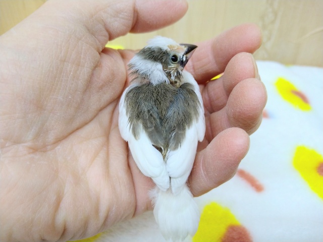 十姉妹（ジュウシマツ）