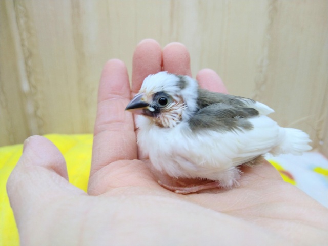 十姉妹（ジュウシマツ）