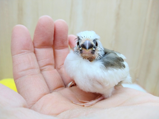 十姉妹（ジュウシマツ）