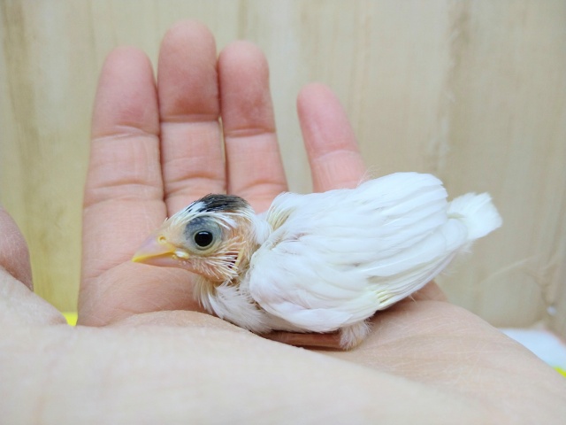 わっしょい!十姉妹ヒナ祭り!3兄弟の頭だけこげ茶〜 十姉妹(ジュウシマツ)