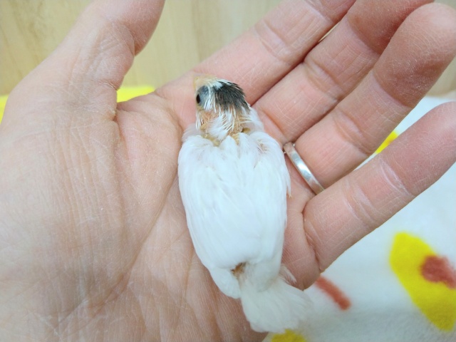 わっしょい!十姉妹ヒナ祭り!3兄弟の頭だけこげ茶〜 十姉妹(ジュウシマツ)