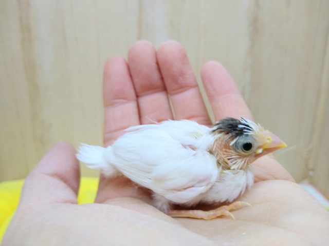 わっしょい!十姉妹ヒナ祭り!3兄弟の頭だけこげ茶〜 十姉妹(ジュウシマツ)