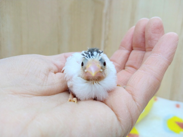 わっしょい!十姉妹ヒナ祭り!3兄弟の頭だけこげ茶〜 十姉妹(ジュウシマツ)