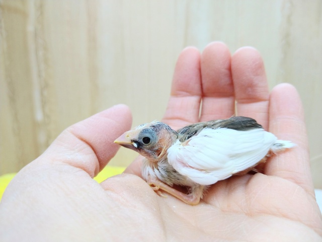 十姉妹（ジュウシマツ）