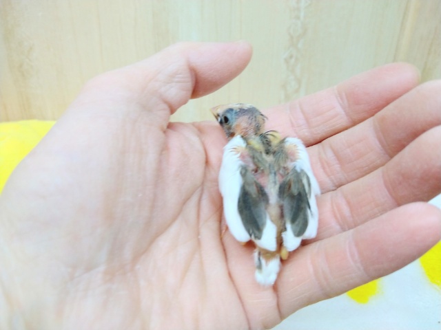 十姉妹（ジュウシマツ）