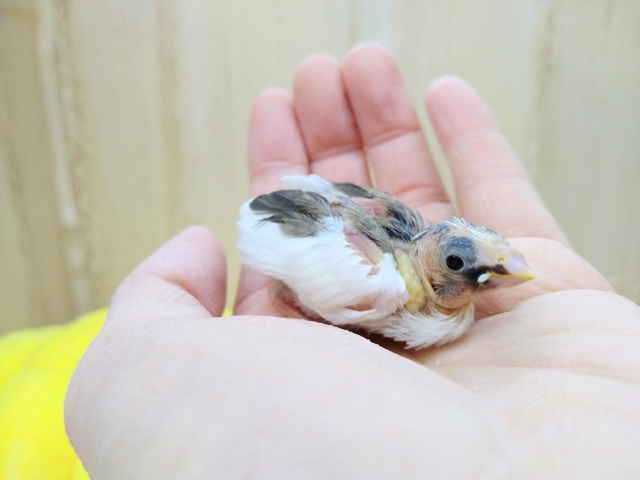 十姉妹（ジュウシマツ）