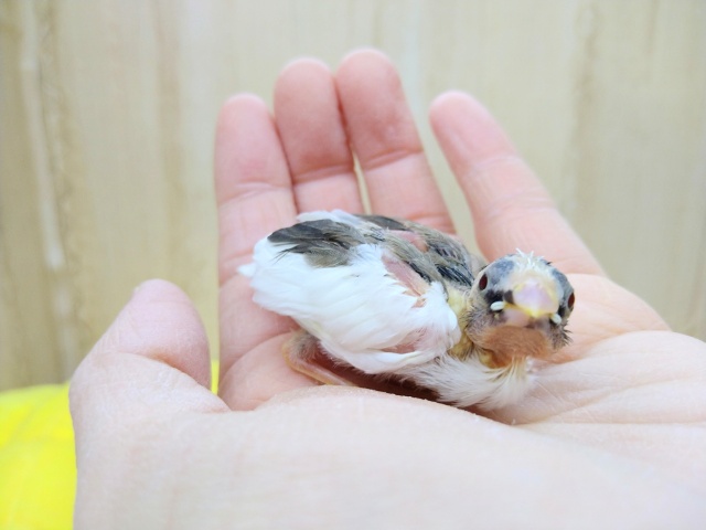 十姉妹（ジュウシマツ）