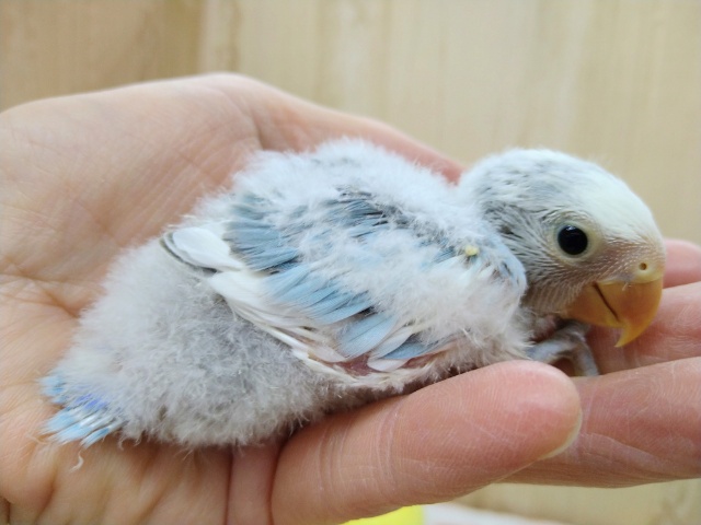 コザクラインコ（小桜インコ）