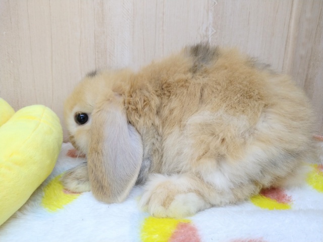 ロップイヤーラビット