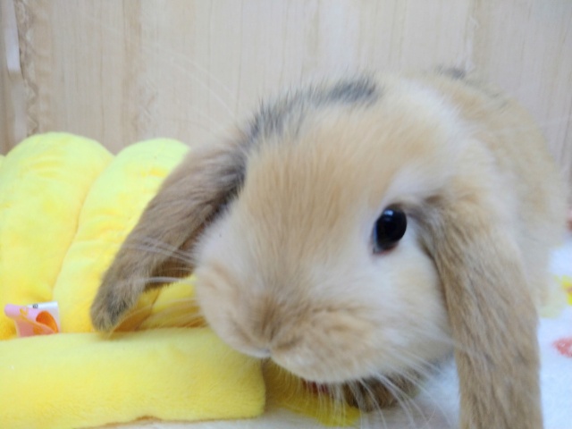 ロップイヤーラビット