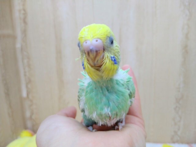 セキセイインコ