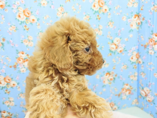 トイプードル
