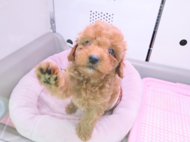 トイプードル