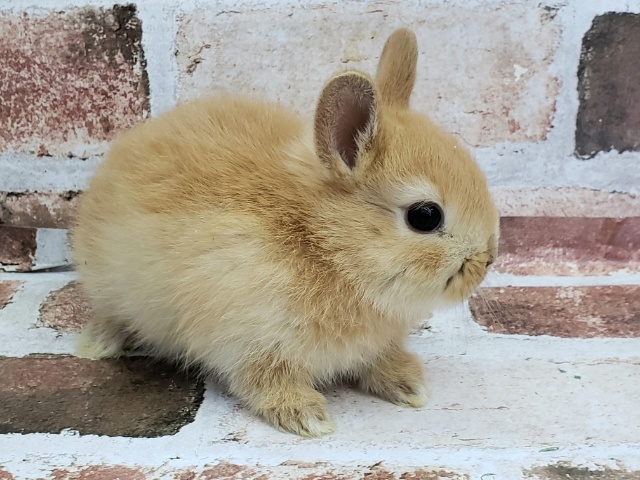 大人気ドワーフラビット ドワーフラビット