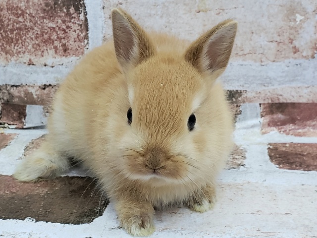 大人気ドワーフラビット ドワーフラビット