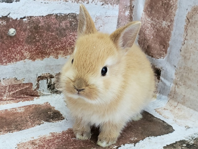 大人気ドワーフラビット ドワーフラビット