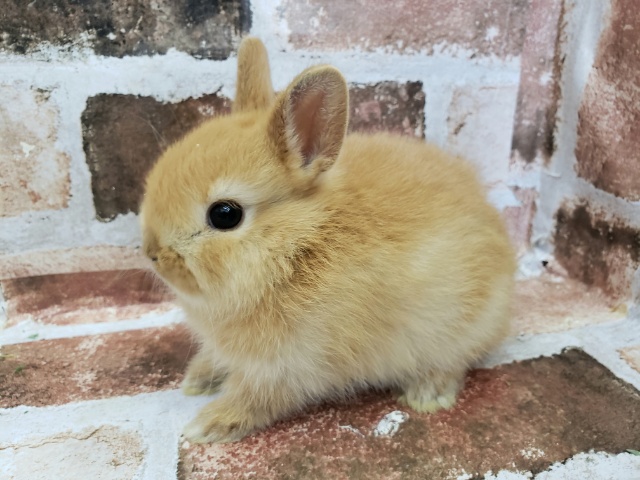 大人気ドワーフラビット ドワーフラビット