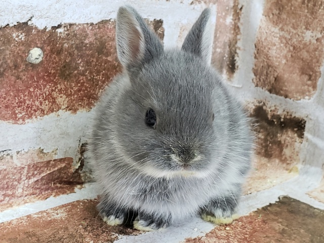 ドワーフラビット