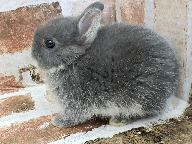 ドワーフラビット