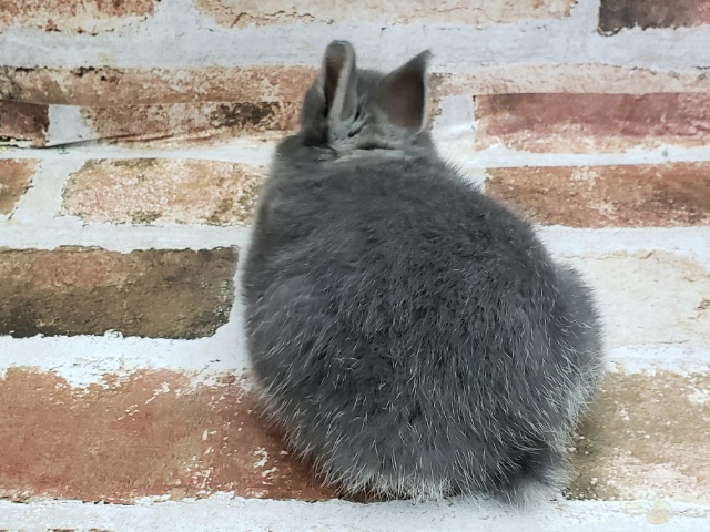 ドワーフラビット